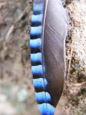 fa ploma gaig tossal de lliga 5-7-9 small